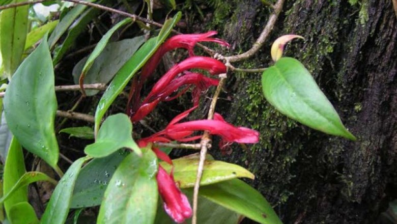 Cây Hoa ki nhọn. Aeschynanthus acuminatus Wall. - Cây Thuốc Nam Quanh Ta